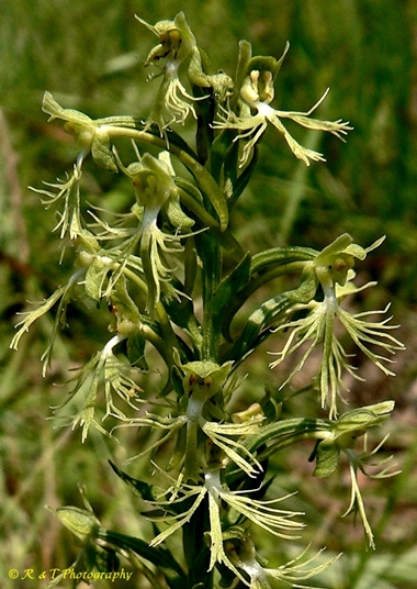 {Platanthera lacera}